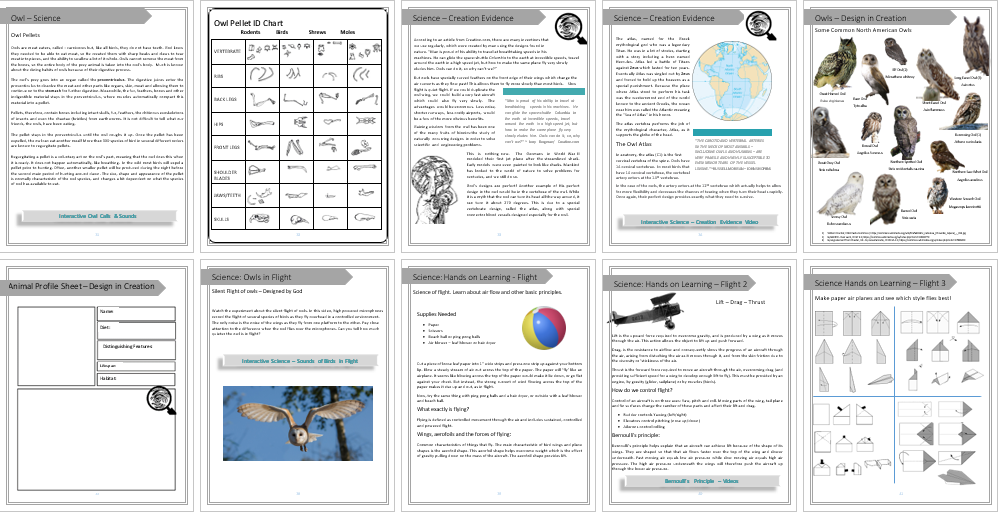 Owl Unit Study