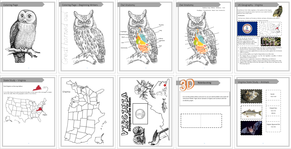 Owl Unit Study