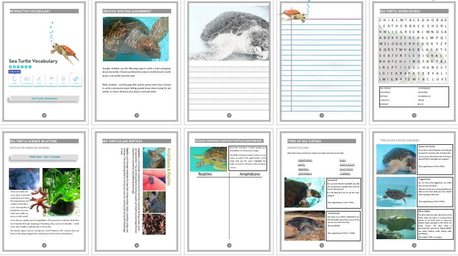 sea turtle unit study