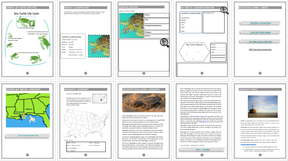 sea turtle unit study