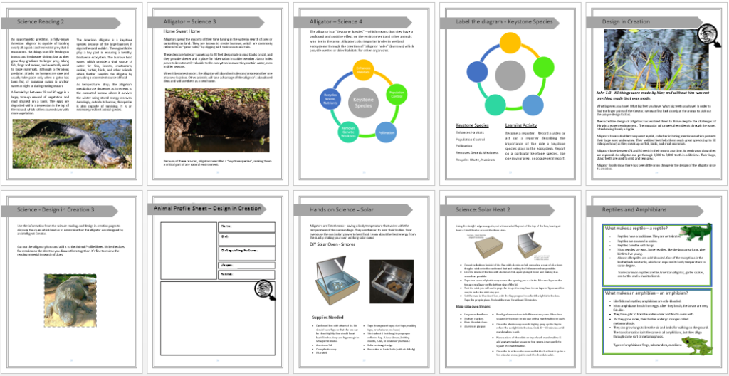 Alligator Unit Study pic 2