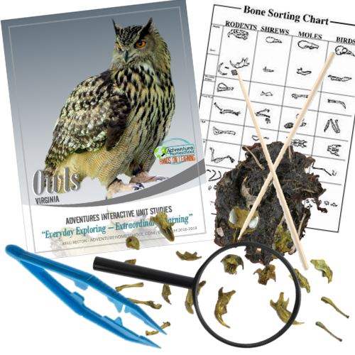 Owl Pellet Kit