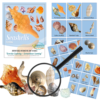 Seashell Kit