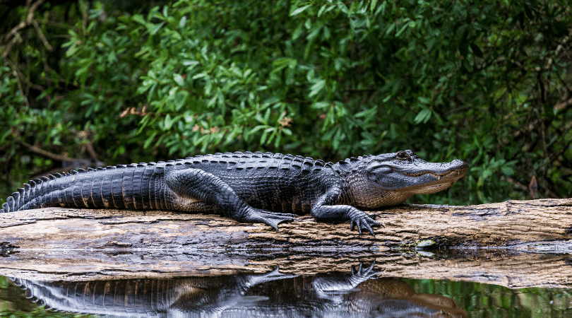 American Alligator