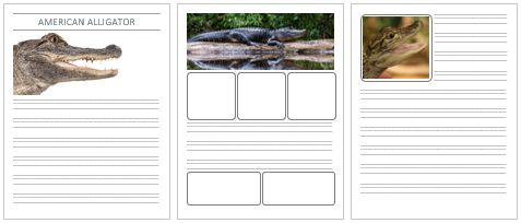 American Alligator Notebooking